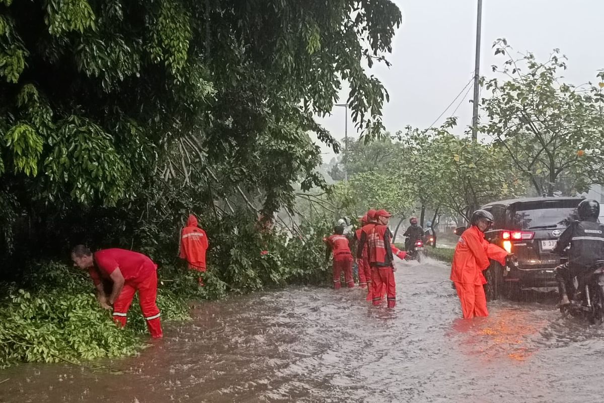 Pohon Angsana setinggi lebih kurang 10 meter tumbang di Jalan Raden Inten II, Kecamatan Duren Sawit, Jakarta Timur, tepatnya di dekat pool Bluebird, Senin (27/3/2023).