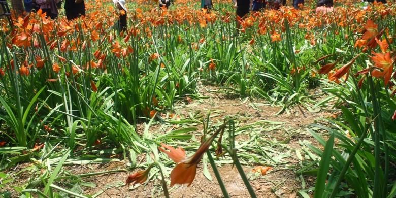 Hamparan bunga amaryllis yang rusak terinjak-injak pengunjung yang datang ke Desa Salam, Kecamatan Patuk, Gunung Kidul