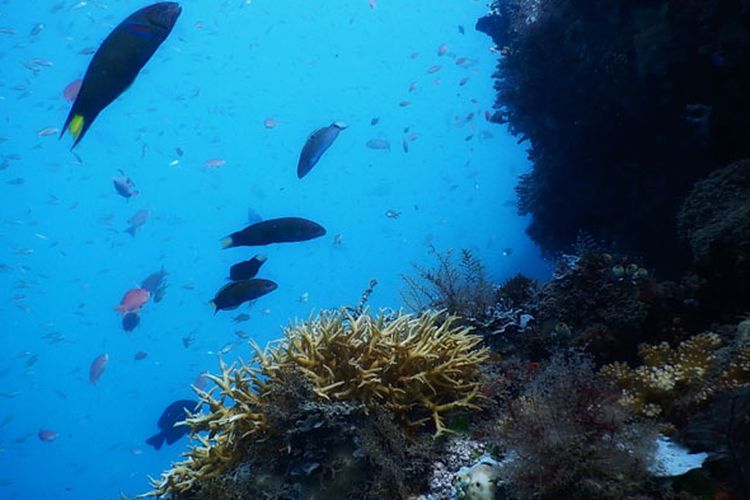 Alam bawah laut di dive site Secret Garden, Timur Kota Dili, Timor Leste.