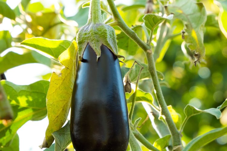 Ilustrasi terong ungu