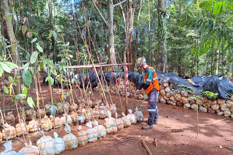 Setiap bibit yang siap ditanam di Taman Kehati Sawerigading Wallacea akan melalui proses root-balling dan diberi geo-tagging.