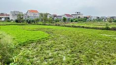 Dari Tanaman Gulma Jadi Komoditas, Kisah Budidaya Semanggi di Kampung Semanggi Surabaya