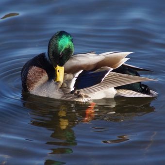 Bebek sedang preening, atau membersihkan bulunya dan menggosokkan minyak dari kelenjar