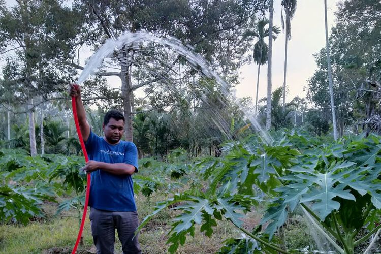 Reza Angkasah, petani pepaya di Desa Meunasah Panton, Kecamatan Tanah Jambo Aye, Kabupaten Aceh Utara, Minggu (26/1/2020)