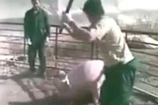 Bunuh Seekor Babi Pakai Pedang, 4 Pekerja Peternakan Spanyol Diadili