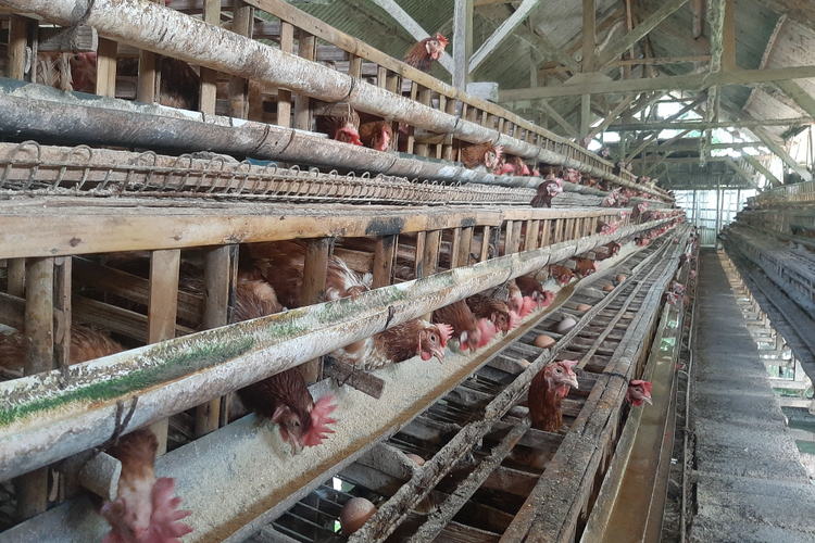 Kandang ayam milik Supratman tampak sepi penghuni setelah 800 ekor ayamnya dijual akibat pandemi covid 19, Selasa (23/8/2022)