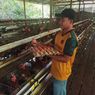 Kisah Penyandang Disabilitas yang Sukses Berternak Ayam Petelur di Tengah Hutan Kalimantan