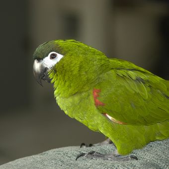 ilustrasi burung macaw mini