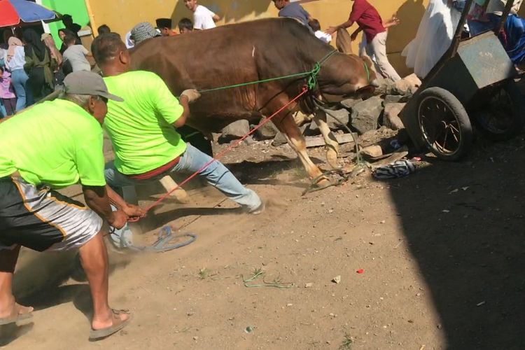Sejumlah warga di Cianjur, Jawa Barat, berupaya mengendalikan seekor sapi kurban yang mengaku saat hendak disembelih, Minggu (10/7/2022)