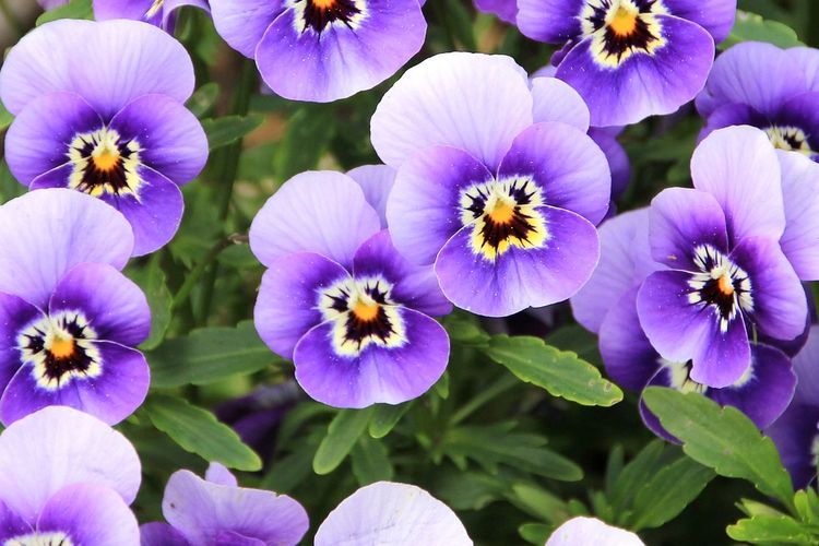 Ilustrasi bunga pansy. 