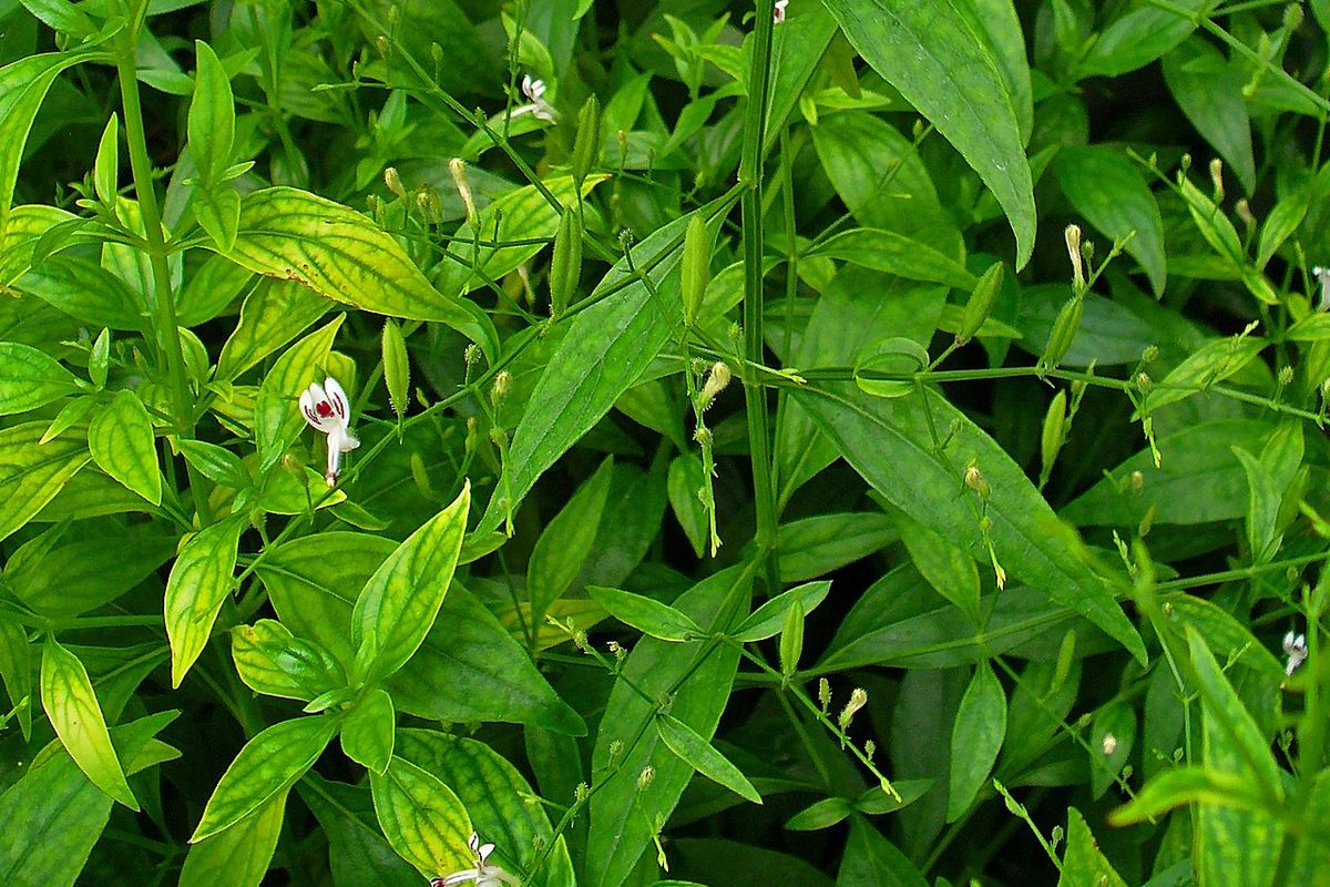 Ilustrasi tanaman sambiloto, daun sambiloto.