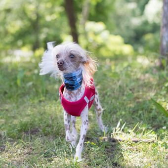 Ilustrasi ras anjing Chinese crested 