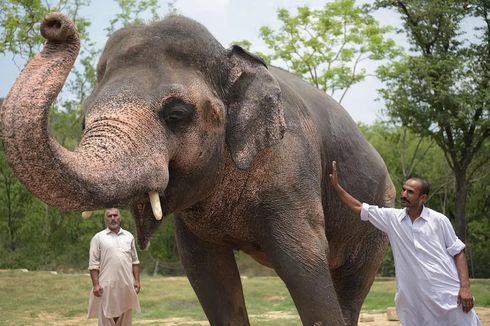Kaavan Gajah Paling Kesepian di Dunia Akhirnya Punya Teman Setelah 8 Tahun