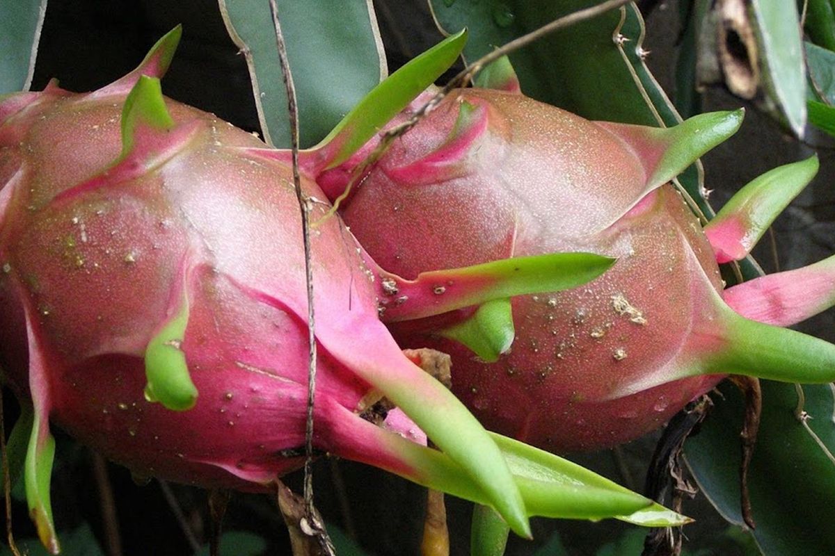 Ilustrasi tanaman buah naga. 