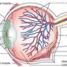 Iris: Fungsi dan Anatomi