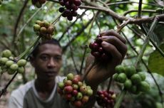 3 Tantangan Petani Kopi Indonesia, dari Pendapatan hingga Regenerasi