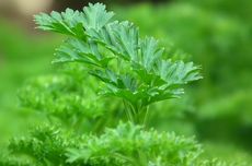 5 Hal yang Harus Diperhatikan Saat Menanam Tanaman Parsley