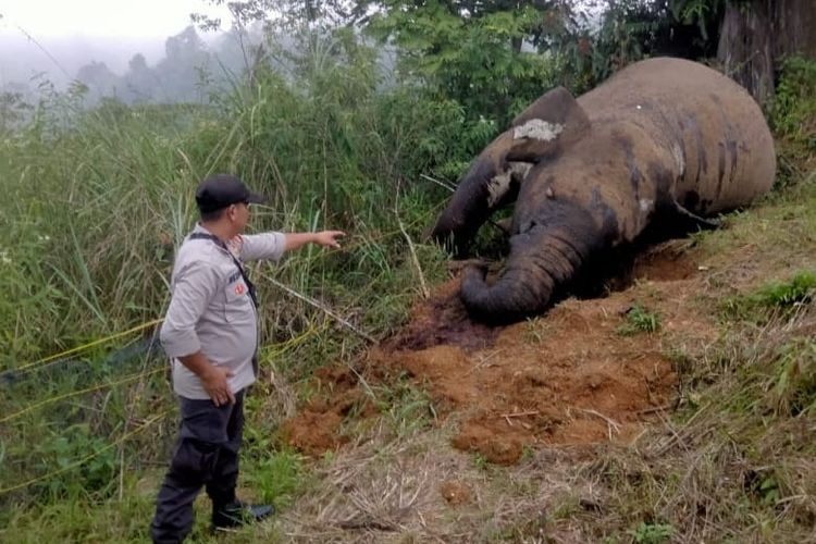 Gajah mati di area pegunungan Gunung Salak, Kilometer 35, Desa Alue Dua, Kecamatan Nisam Antara, Kabupaten Aceh Utara, Senin (25/3/2024)
