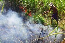 3 Hektar Kebun Tebu Milik Pemkab Pamekasan Terbakar 
