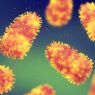Kenali Virus Rabies dan Penularannya