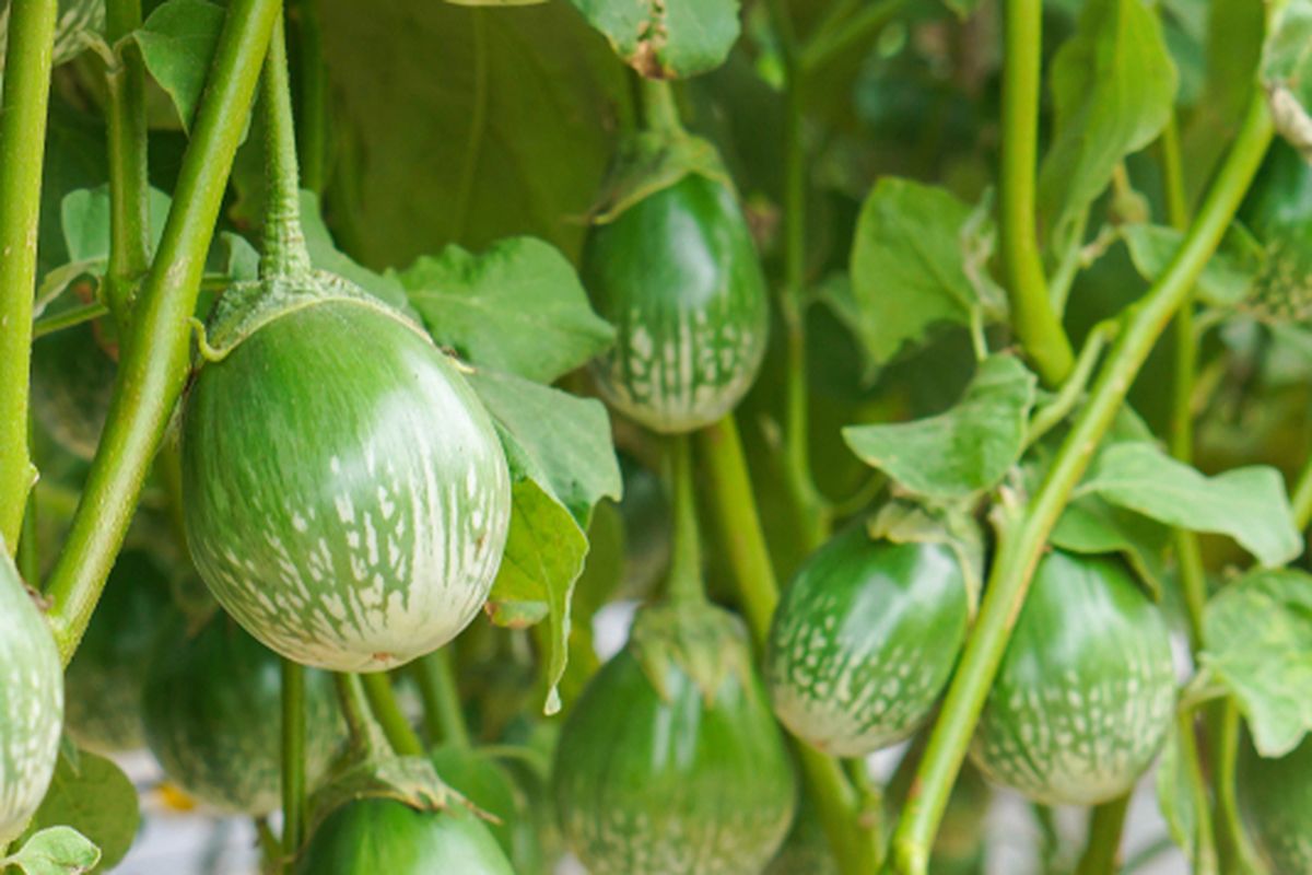 Ilustrasi terong lalap, tanaman terong lalap. 