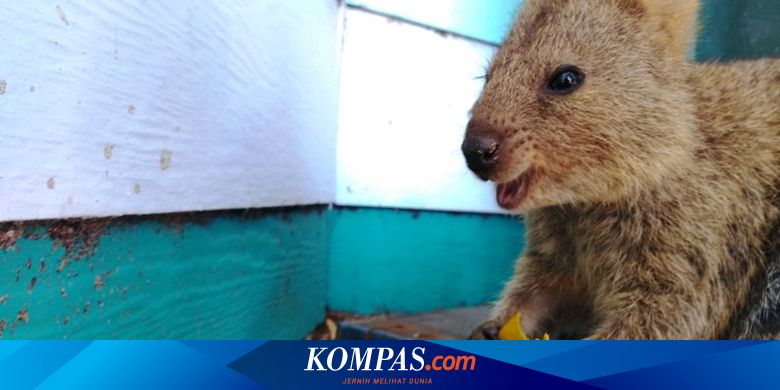 Mau Lihat Quokka  Hewan  Paling Bahagia di Bumi Ini 