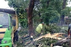 Pohon Tumbang Timpa 2 Kendaraan di Pondok Indah, Seorang Pemotor Tewas