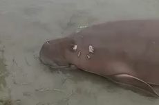 Seeokor Dugong Ditemukan Mati di Pesisir Pantai Kepulauan Bawean Gresik