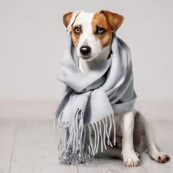 Ilustrasi anjing mengenakan scraf saat cuaca dingin untuk menghangatkan tubuh. 