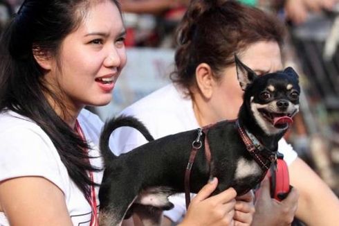 Pencurian Anjing dan Kucing Dianggap Tak Pernah Ditangani Serius oleh Polisi