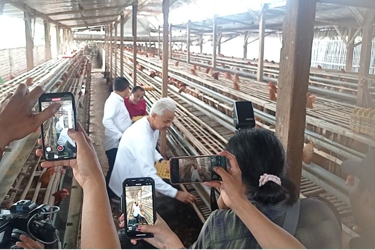 kunjungi peternak ayam petelur di Magetan Ganjar Pranowo memungut telur sendiri di salah satu kandang peternak. Peternak di Magetan mengeluhkan mahalnya pakan dan sulitnya mendapatkan jagung untuk bahan pakan ayam mereka