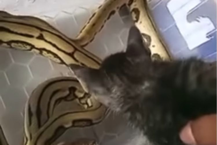 Dalam sebuah video yang beredar, terlihat seekor anak kucing disodorkan pada seekor ular. Ular tersebut seketika mematuk anak kucing tersebut berkali-kali.