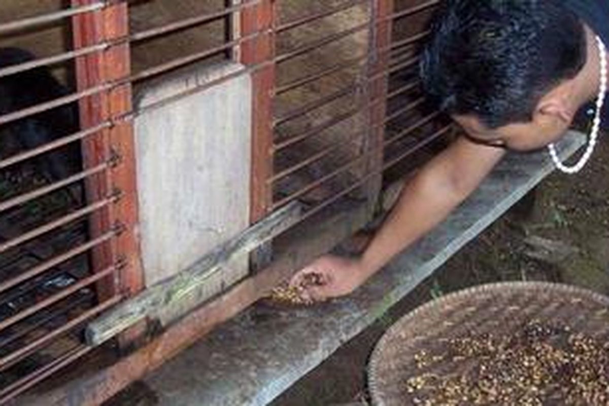 Kotoran luwak yang berisi biji-biji kopi dikumpulkan untuk kemudian diolah menjadi kopi luwak di Way Mengaku, Lampung Barat, Provinsi Lampung. Kopi luwak memiliki nilai ekonomis yang sangat tinggi karena banyak digemari penikmat kopi di mancanegara.