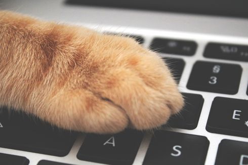 Kucing Suka Mengganggu Saat Kita di depan Laptop, Mengapa?