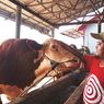 Mengenal Sapi-sapi Super asal Cianjur Pesanan Jokowi