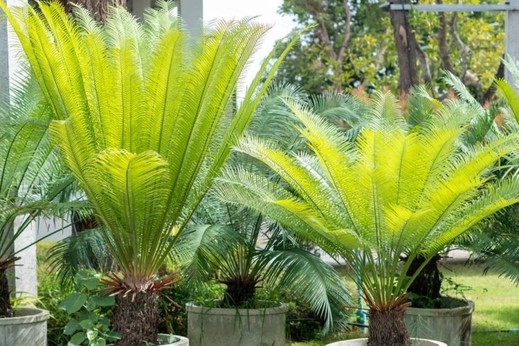 Ilustrasi tanaman sagu.