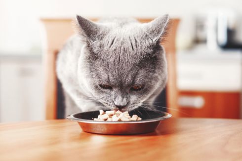 11 Makanan Manusia yang Aman untuk Kucing, Apa Saja?