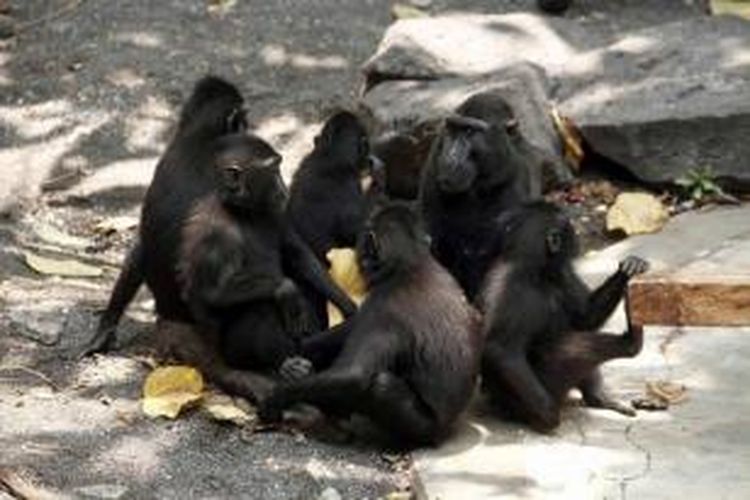 Sekelompok monyet hitam Sulawesi (Macaca nigra) sedang beristirahat di Cagar Alam Tangkoko, Bitung, 25 September 2015, saat kemarau panjang mengancam persediaan air bagi satwa di kawasan konservasi itu.