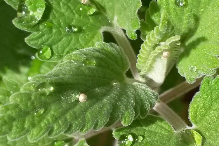 Ilustrasi tanaman catnip.