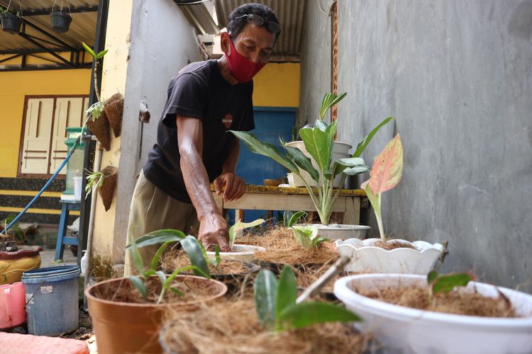 Agus Winarno memanfaatkan sabut kelapa media tanam. Di rumahnya, di Desa Kedungturi, Kecamatan Gudo, Jombang, Jawa Timur, bapak 1 anak itu juga membuat cocopeat dan cocofiber sebagai media tanam.