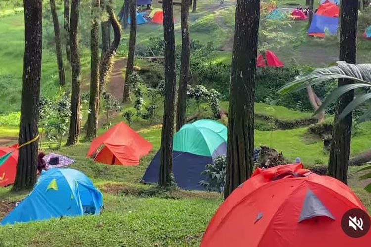 Area camping Lembah Pasir Sumbul di Cianjur. Kawasan wisata ini memiliki panorama hutan pinus. 
