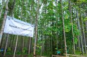 Berlibur ke IKN Bisa Tanam Pohon Endemik