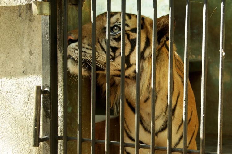 Baksi, harimau sumatera di Maharani Zoo dan Goa Lamongan yang videonya sempat viral.
