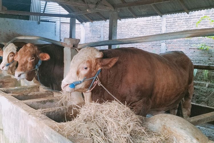 Seekor sapi jenis simental seberat 655 kilogram berasal dari Desa Toyogo, Kecamatan Sambungmacan, Kabupaten Sragen, Jawa Tengah (Jateng), yang dibeli Presiden Jokowi.
