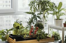 4 Langkah Memulai Kebun Sayur Dalam Ruangan untuk Pemula
