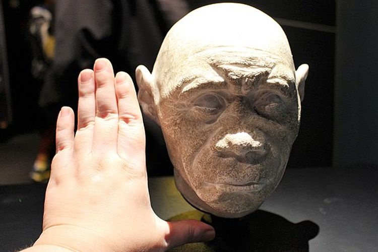 Perbandingan model kepala wanita Homo Floresiensis dengan tangan manusia di Natural History Museum, London, Inggris