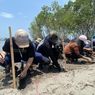 Langkah Hijau Kompas.com, Penanaman Mangrove untuk Selamatkan Pesisir Subang