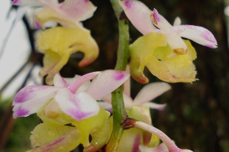 Peneliti Pusat Riset Biosistematika dan Evolusi Badan Riset dan Inovasi Nasional (BRIN) Destario Metusala mengidentifikasi spesies baru anggrek dari Sulawesi. Destario resmi mempublikasikan anggrek tersebut di jurnal Edinburgh Journal of Botany pada Mei 2024 sebagai spesies baru endemik Sulawesi dengan nama Aerides obyrneana.              