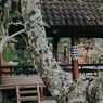 Tempat Wisata Dekat Angkringan Griyo Aji Somo Wonogiri, Ada Bali Lainnya