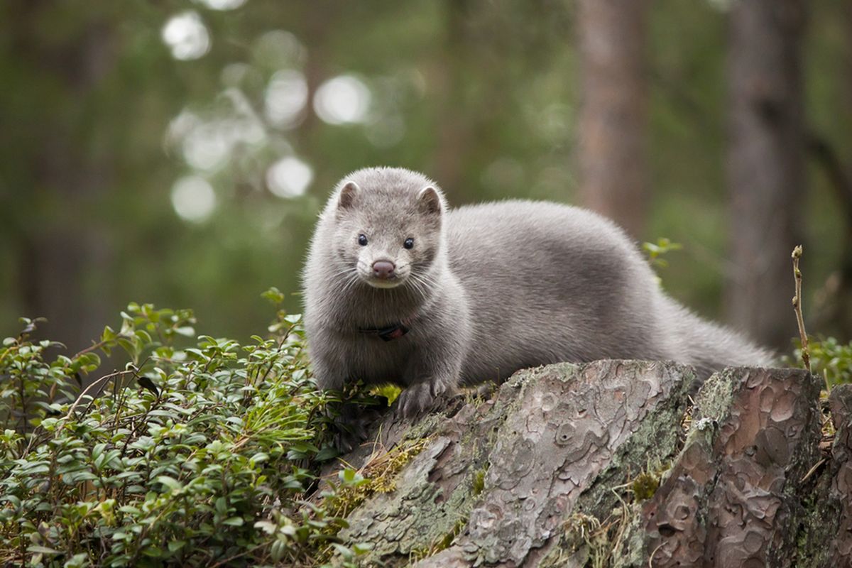 Mink farms in Spain and the Netherlands have sent scientists looking for answers as to whether the animals could be a source of new coronavirus outbreaks.